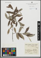 Foto von Salix salviifolia Brot.